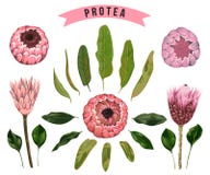 Protea цветет, бутоны и листья Элементы флористического дизайна собрания декоративные для wedding приглашений и поздравительых от иллюстрация вектора Protea цветет, бутоны и листья Элементы флористического дизайна собрания декоративные для wedding приглашений и поздравительых от иллюстрация вектора