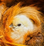Cute chicken chick bird