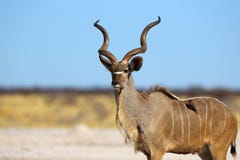 Proud Kudu Bull Stock Photo