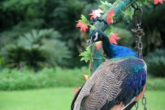 A proud peacock Royalty Free Stock Photos A proud peacock Royalty Free Stock Photos