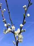 Pruimboom met witte bloesem op een blauwe hemelachtergrond stock fotografie Pruimboom met witte bloesem op een blauwe hemelachtergrond stock fotografie