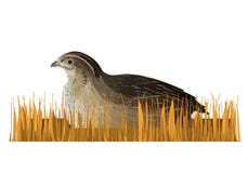 Przepiórki obsiadanie w suchej trawie ilustracji Przepiórki obsiadanie w suchej trawie ilustracji