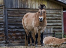 Przewalski& x27; cavallo di s che sta sulla collina in zoo fotografia stock libera da diritti Przewalski& x27; cavallo di s che sta sulla collina in zoo fotografia stock libera da diritti