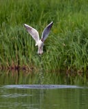 Przewodzący frajerów outflies od rzeki ukazują się z plash zdjęcia stock Przewodzący frajerów outflies od rzeki ukazują się z plash zdjęcia stock