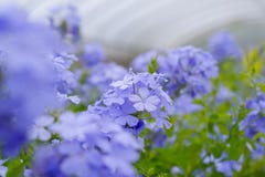 Przylądka leadwort, Plumbago auriculata zdjęcie royalty free Przylądka leadwort, Plumbago auriculata zdjęcie royalty free