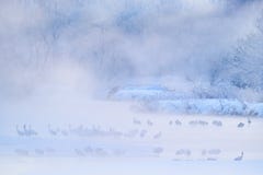 Przyrody scena, śnieżna natura Bridżowi żurawie Otowa zima Japonia z śniegiem Ptaki w rzece z mgłą, oszraniają, śnieg Taniec w na zdjęcia stock Przyrody scena, śnieżna natura Bridżowi żurawie Otowa zima Japonia z śniegiem Ptaki w rzece z mgłą, oszraniają, śnieg Taniec w na zdjęcia stock
