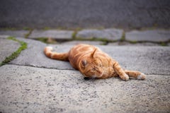 Przystojny czerwonego imbiru tabby kot kłaść w dół w podjeździe obrazy stock Przystojny czerwonego imbiru tabby kot kłaść w dół w podjeździe obrazy stock
