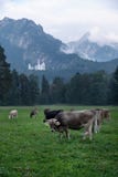 Pré alpin, pâturage, vaches avec les klaxons, troupeau devant la forêt, sapins, à l'arrière-plan le château célèbre de Neuschwans image libre de droits Pré alpin, pâturage, vaches avec les klaxons, troupeau devant la forêt, sapins, à l'arrière-plan le château célèbre de Neuschwans image libre de droits