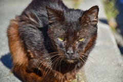 próximo acima de um retrato do gato marrom escuro desabrigado muito quieto no passeio em um dia ensolarado O gato abandonado tem imagens de stock próximo acima de um retrato do gato marrom escuro desabrigado muito quieto no passeio em um dia ensolarado O gato abandonado tem imagens de stock