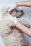 Prüfungshund im Krankenhaus lizenzfreie stockbilder Prüfungshund im Krankenhaus lizenzfreie stockbilder