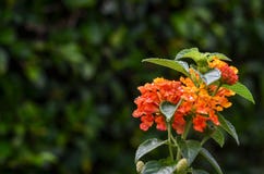 PS de Lantana et hybride image libre de droits PS de Lantana et hybride image libre de droits