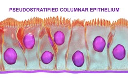 Pseudostratified-Zylinderepithel vektor abbildung Pseudostratified-Zylinderepithel vektor abbildung