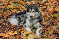 Psi Alaskiego Malamute kłamstwa fotografia stock Psi Alaskiego Malamute kłamstwa fotografia stock