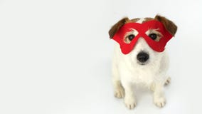 PSI bohatera kostium MAŁY JACK RUSSELL JEST UBRANYM CZERWONĄ maskę DLA karnawału, HALLOWEEN przyjęcie Odg?rny widok odizolowywaj? obrazy stock PSI bohatera kostium MAŁY JACK RUSSELL JEST UBRANYM CZERWONĄ maskę DLA karnawału, HALLOWEEN przyjęcie Odg?rny widok odizolowywaj? obrazy stock