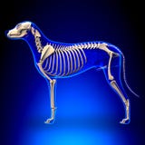 Psi kościec boczny widok - Canis Lupus Familiaris anatomia - fotografia royalty free Psi kościec boczny widok - Canis Lupus Familiaris anatomia - fotografia royalty free