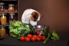 Psi traken Jack Russell Terrier i foods jest na stole w kuchni fotografia stock Psi traken Jack Russell Terrier i foods jest na stole w kuchni fotografia stock