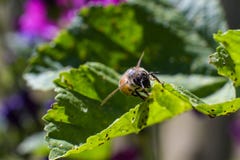 Pszczoła z pollen w futerku na zielonym liściu pełno mali insekty pod zdjęcie stock Pszczoła z pollen w futerku na zielonym liściu pełno mali insekty pod zdjęcie stock