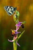 Pszczoły orchidei, Ophrys apifera, orchidea i biały motyl, menchii i fiołka, kwiatonośna Europejska ziemna dzika orchidea, natury zdjęcia stock Pszczoły orchidei, Ophrys apifera, orchidea i biały motyl, menchii i fiołka, kwiatonośna Europejska ziemna dzika orchidea, natury zdjęcia stock