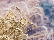 Pszenicznego pola tła rolnictwa złoty żółty naturalny sezonowy pojęcie Zdjęcie Stock Pszenicznego pola tła rolnictwa złoty żółty naturalny sezonowy pojęcie Zdjęcie Stock