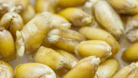 Pszeniczny dorośnięcie Pszeniczny dorośnięcie