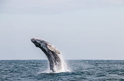 Puckelryggval som hoppar i det peruanska Stilla havet Första elasticitet arkivfoton Puckelryggval som hoppar i det peruanska Stilla havet Första elasticitet arkivfoton