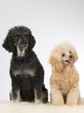 pudle dwa fotografia royalty free pudle dwa fotografia royalty free