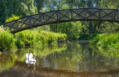Puente de cisnes foto de archivo Puente de cisnes foto de archivo