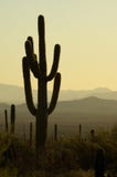 Puesta del sol en Arizona Puesta del sol en Arizona