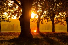 Puesta del sol en un parque imagen de archivo libre de regalías Puesta del sol en un parque imagen de archivo libre de regalías