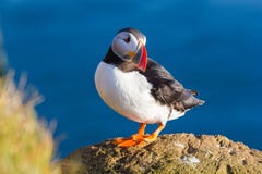 Puffin Stock Image