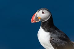 Puffin on a beautiful day in North Iceland Royalty Free Stock Photo Puffin on a beautiful day in North Iceland Royalty Free Stock Photo