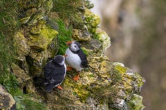Puffin royalty free stock photos Puffin royalty free stock photos