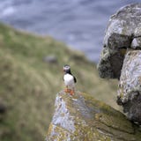 Puffin Fratercula arctica, RUNDE, Norway royalty free stock image Puffin Fratercula arctica, RUNDE, Norway royalty free stock image