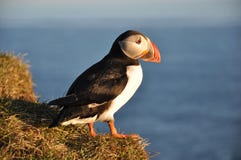 Puffin, Iceland Stock Image Puffin, Iceland Stock Image