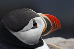 Puffin in West Fjords region of Iceland royalty free stock photography Puffin in West Fjords region of Iceland royalty free stock photography