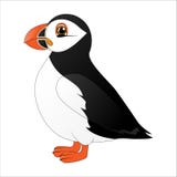 Puffin, χαριτωμένο αρκτικό πουλί κινούμενων σχεδίων διανυσματική απεικόνιση Puffin, χαριτωμένο αρκτικό πουλί κινούμενων σχεδίων διανυσματική απεικόνιση