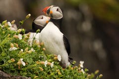 puffins arkivfoto puffins arkivfoto