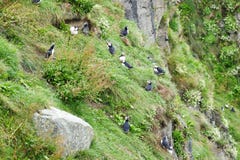 Puffins σε έναν απότομο βράχο κοντά σε HusavÃk, Ισλανδία στοκ εικόνες Puffins σε έναν απότομο βράχο κοντά σε HusavÃk, Ισλανδία στοκ εικόνες