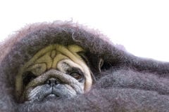 Pug com um olhar triste, envolvido em um xaile Isolado no fundo branco Copie o espaço Cobertura do xaile do cão coberta para o pr imagens de stock royalty free Pug com um olhar triste, envolvido em um xaile Isolado no fundo branco Copie o espaço Cobertura do xaile do cão coberta para o pr imagens de stock royalty free