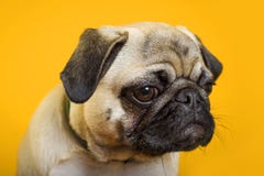 Pug do cão em um fundo amarelo imagem de stock Pug do cão em um fundo amarelo imagem de stock