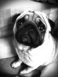 Pug. Dog animals White Stock Image Pug. Dog animals White Stock Image