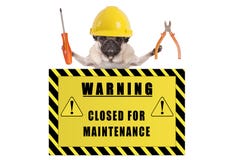 Pug dog with constructor safety helmet holding pliers and screwdriver with yellow warning sign saying closed for maintenance royalty free stock photo Pug dog with constructor safety helmet holding pliers and screwdriver with yellow warning sign saying closed for maintenance royalty free stock photo
