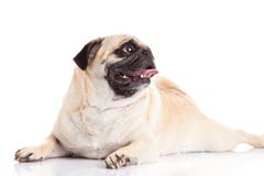 Pug dog isolated on white background pet royalty free stock photos Pug dog isolated on white background pet royalty free stock photos