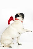 Pug dog wIth a Santa Claus hat Stock Photos