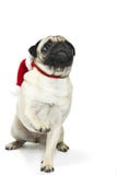 Pug dog on white Stock Images