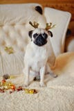 Pug em um feriado imagem de stock royalty free Pug em um feriado imagem de stock royalty free