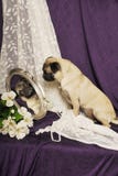 Pug Image In Antique Mirror Royalty Free Stock Photo