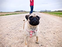 Pug op de leiband op een grintweg stock foto Pug op de leiband op een grintweg stock foto
