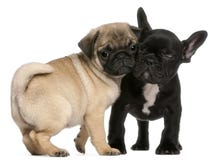 Pug puppy and French Bulldog puppy, 8 weeks old