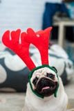 Pug with red deer antlers. Happy dog. Christmas pug dog. Christmas mood. A dog in the apartment. royalty free stock photos Pug with red deer antlers. Happy dog. Christmas pug dog. Christmas mood. A dog in the apartment. royalty free stock photos